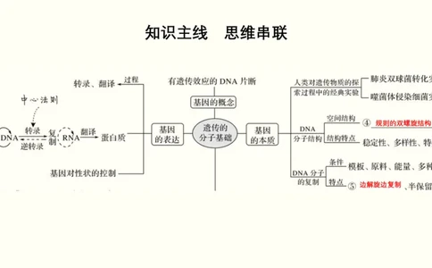第五单元遗传的分子基础（教案）_新高考复习资料_2022年新高考复习资料_2022届一轮复习讲练结合7.13更新_系列一_第五单元遗传的分子基础