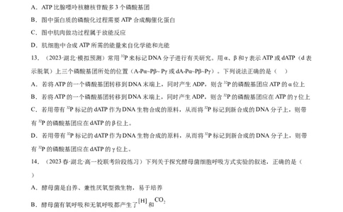 第三单元细胞的能量供应和利用（测试）（原卷版）_新高考复习资料_2024年新高考复习资料_一轮复习资料_完2024年高考生物一轮复习讲练测(课件+讲义+练习)（新高考）_单元测试