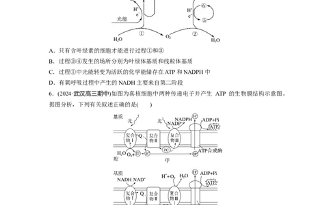 第三单元　课时练16光合作用的原理_2025年新高考资料_一轮复习_2025大一轮复习讲义+课件（完结）_2025大一轮复习讲义生物学生用书Word版文档整书_2025一轮复习73练