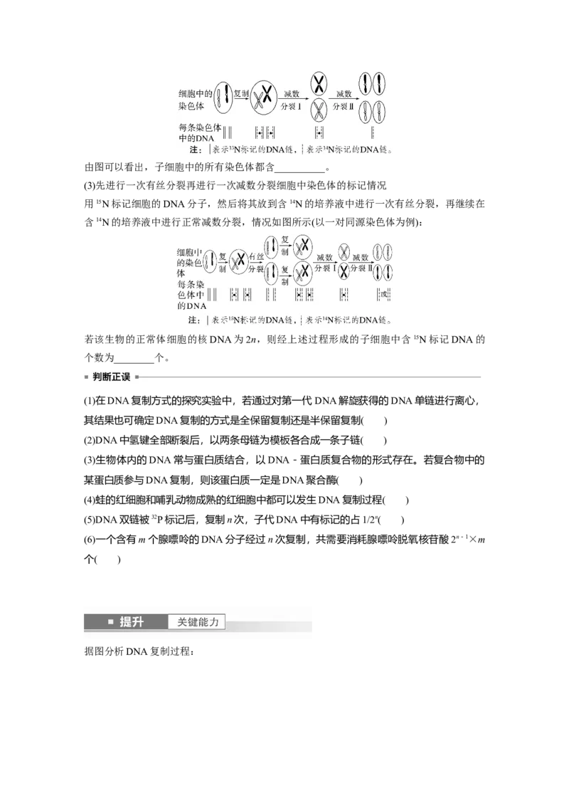 第六单元　第30课时　DNA的结构与复制_2025年新高考资料_一轮复习_2025大一轮复习讲义+课件（完结）_2025大一轮复习讲义生物学生用书Word版文档整书_2025大一轮复习讲义