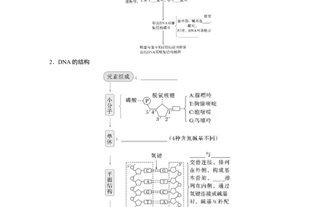 第六单元　第30课时　DNA的结构与复制_2025年新高考资料_一轮复习_2025大一轮复习讲义+课件（完结）_2025大一轮复习讲义生物学生用书Word版文档整书_2025大一轮复习讲义