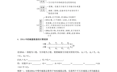 第六单元　第30课时　DNA的结构与复制_2025年新高考资料_一轮复习_2025大一轮复习讲义+课件（完结）_2025大一轮复习讲义生物学生用书Word版文档整书_2025大一轮复习讲义