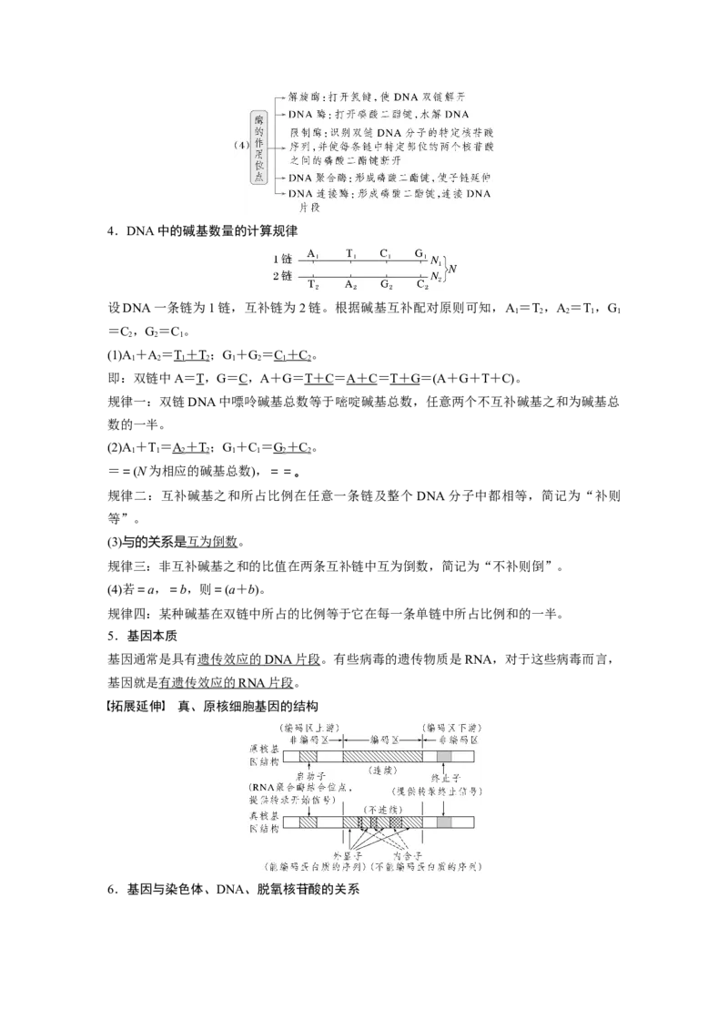 第六单元　第30课时　DNA的结构与复制_2025年新高考资料_一轮复习_2025大一轮复习讲义+课件（完结）_2025大一轮复习讲义生物教师用书Word版文档整书_配套Word版文档第三~六单元
