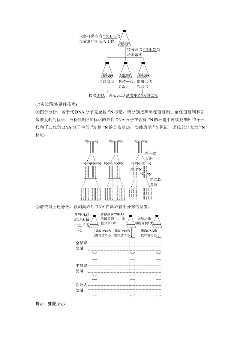 第六单元　第30课时　DNA的结构与复制_2025年新高考资料_一轮复习_2025大一轮复习讲义+课件（完结）_2025大一轮复习讲义生物教师用书Word版文档整书_配套Word版文档第三~六单元