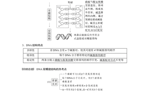 第六单元　第30课时　DNA的结构与复制_2025年新高考资料_一轮复习_2025大一轮复习讲义+课件（完结）_2025大一轮复习讲义生物教师用书Word版文档整书_配套Word版文档第三~六单元