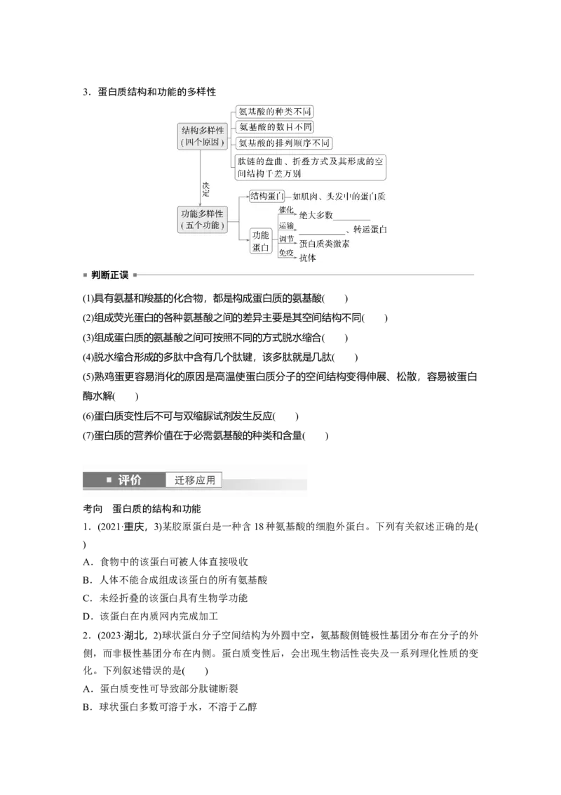 第一单元　第4课时　蛋白质是生命活动的主要承担者_2025年新高考资料_一轮复习_2025大一轮复习讲义+课件（完结）_2025大一轮复习讲义生物学生用书Word版文档整书_2025大一轮复习讲义