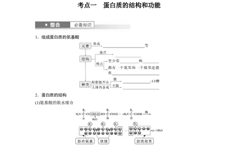 第一单元　第4课时　蛋白质是生命活动的主要承担者_2025年新高考资料_一轮复习_2025大一轮复习讲义+课件（完结）_2025大一轮复习讲义生物学生用书Word版文档整书_2025大一轮复习讲义