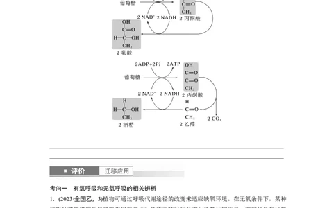 第三单元　第14课时　无氧呼吸、细胞呼吸的影响因素及其应用_新高考复习资料_2025年新高考资料_2025新高考一轮复习生物_2025大一轮复习讲义生物人教版学生用书Word版文档整书