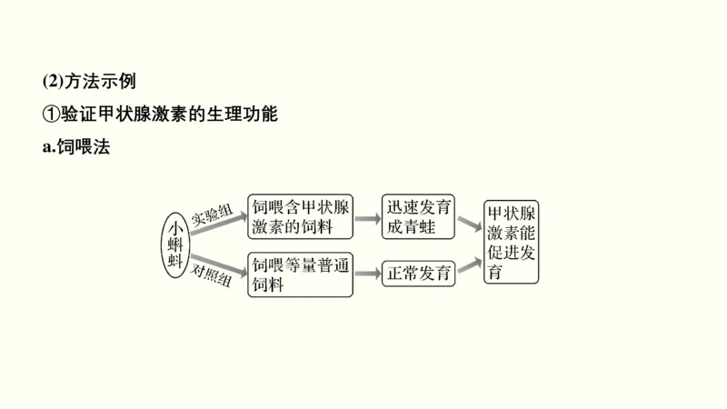 第十一单元神经调节、体液调节与免疫调节（教案）_新高考复习资料_2022年新高考复习资料_2022届一轮复习讲练结合7.13更新_系列一_第十一单元神经调节、体液调节与免疫调节