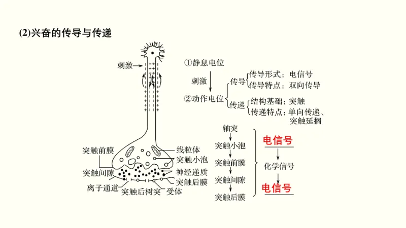第十一单元神经调节、体液调节与免疫调节（教案）_新高考复习资料_2022年新高考复习资料_2022届一轮复习讲练结合7.13更新_系列一_第十一单元神经调节、体液调节与免疫调节