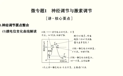 第十一单元神经调节、体液调节与免疫调节（教案）_新高考复习资料_2022年新高考复习资料_2022届一轮复习讲练结合7.13更新_系列一_第十一单元神经调节、体液调节与免疫调节