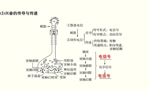 第十一单元神经调节、体液调节与免疫调节（教案）_新高考复习资料_2022年新高考复习资料_2022届一轮复习讲练结合7.13更新_系列一_第十一单元神经调节、体液调节与免疫调节