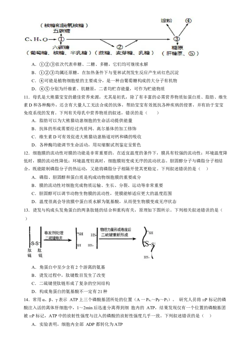 第一单元细胞的概述及其组成分子（测试）（原卷版）_2025年新高考资料_一轮复习_2025年高考生物一轮复习讲练测（新教材新高考）