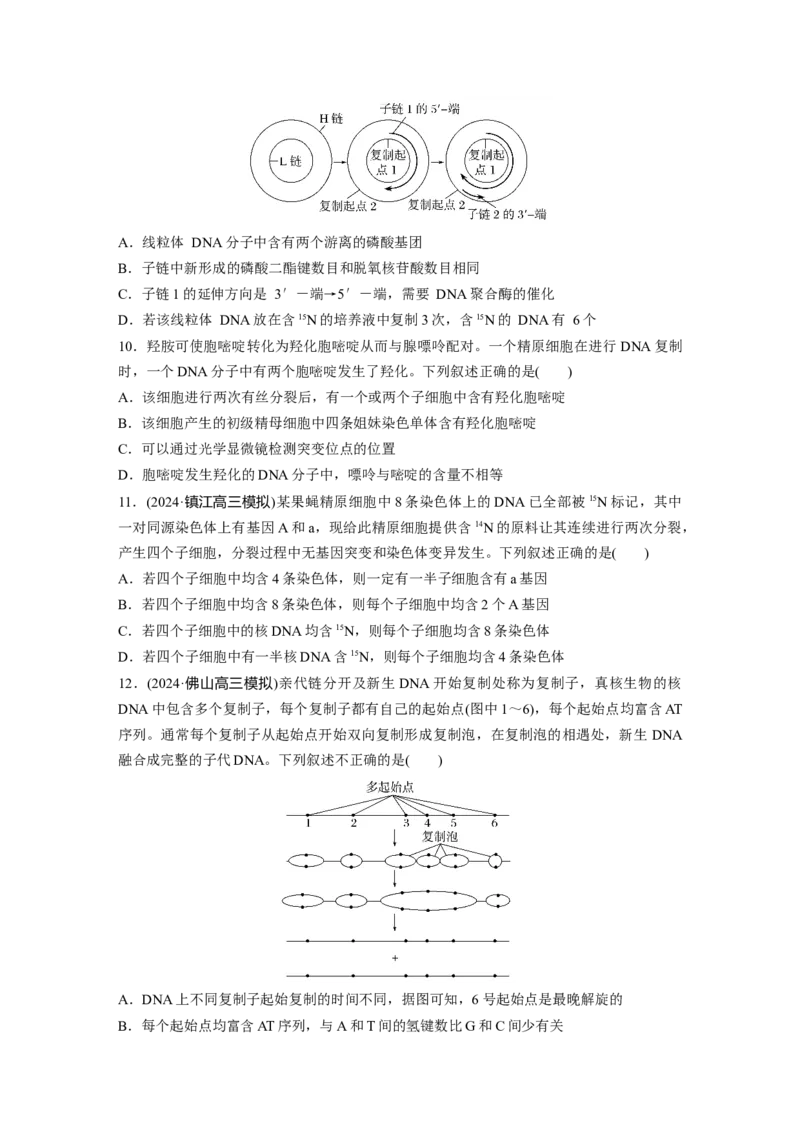 第六单元　课时练30DNA的结构与复制_2025年新高考资料_一轮复习_2025大一轮复习讲义+课件（完结）_2025大一轮复习讲义生物学生用书Word版文档整书_2025一轮复习73练