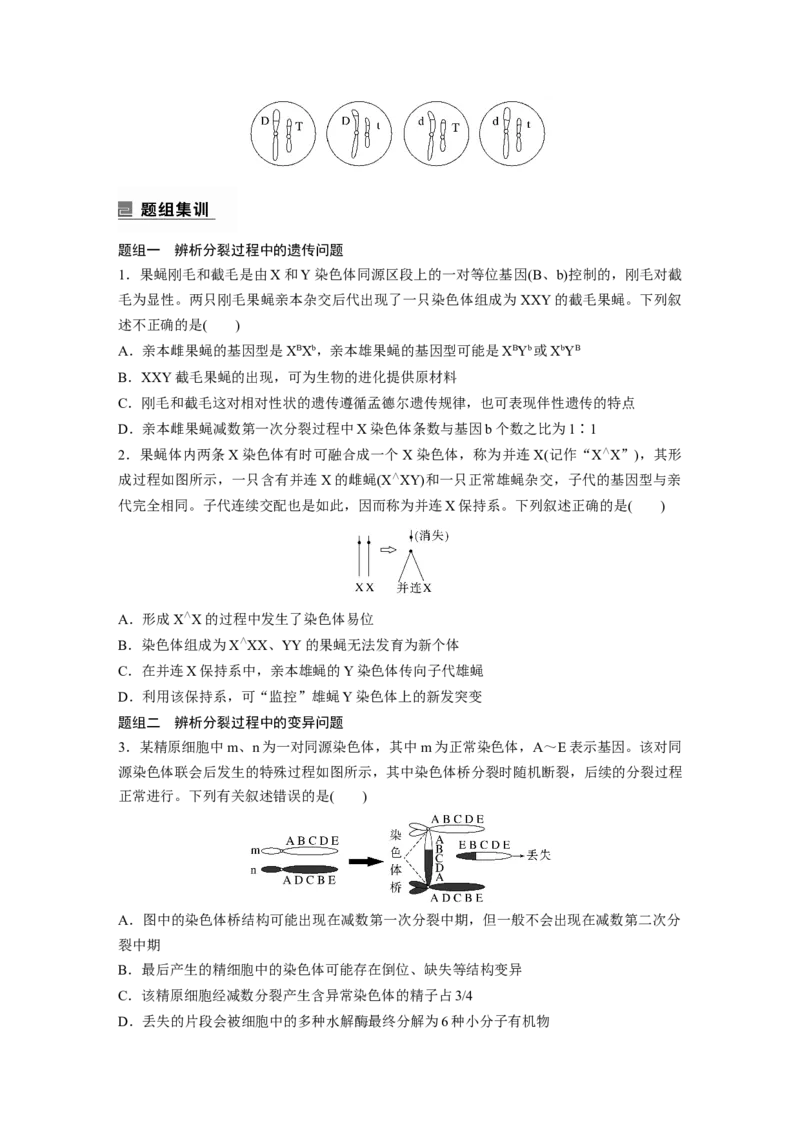 第一篇专题三考点二　细胞分裂与遗传、变异的联系_通用版（老高考）复习资料_2023年复习资料_二轮复习_2023年高考生物二轮复习讲义+课件（全国版）_学生版_大二轮专题复习讲义