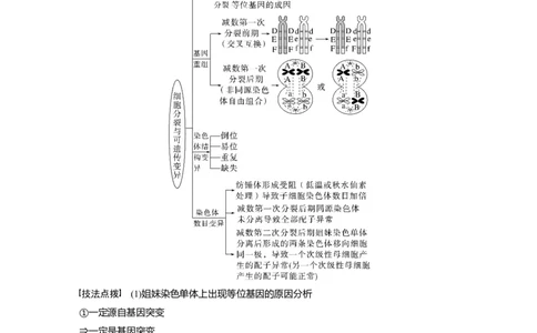 第一篇专题三考点二　细胞分裂与遗传、变异的联系_通用版（老高考）复习资料_2023年复习资料_二轮复习_2023年高考生物二轮复习讲义+课件（全国版）_学生版_大二轮专题复习讲义