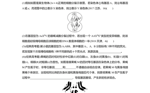 第一篇专题三考点二　细胞分裂与遗传、变异的联系_通用版（老高考）复习资料_2023年复习资料_二轮复习_2023年高考生物二轮复习讲义+课件（全国版）_学生版_大二轮专题复习讲义