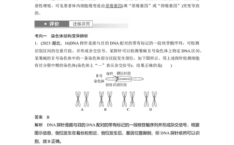 第七单元　第34课时　染色体变异_2025年新高考资料_一轮复习_2025大一轮复习讲义+课件（完结）_2025大一轮复习讲义生物教师用书Word版文档整书_配套Word版文档第七~十单元