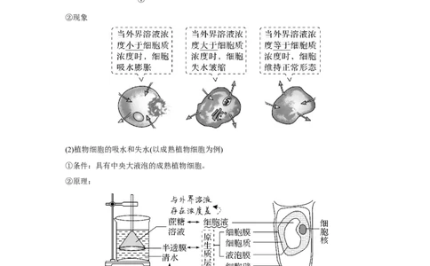 第6讲　物质进出细胞的方式_新高考复习资料_2023年新高考复习资料_一轮复习_2023年新高考大一轮复习讲义_2023年高考生物一轮复习讲义（新人教新高考）_赠补充习题