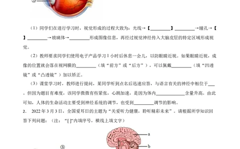2024年中考生物读图理解专题复习：人体生命活动的调节（含答案）_6生物中考复习_2024年中考复习资料_二轮复习_备考2024中考生物二轮复习读图理解精练