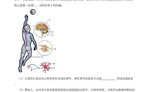 2024年中考生物读图理解专题复习：人体生命活动的调节（含答案）_6生物中考复习_2024年中考复习资料_二轮复习_备考2024中考生物二轮复习读图理解精练