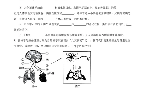 2024年中考生物读图理解专题复习：人体生命活动的调节（含答案）_6生物中考复习_2024年中考复习资料_二轮复习_备考2024中考生物二轮复习读图理解精练