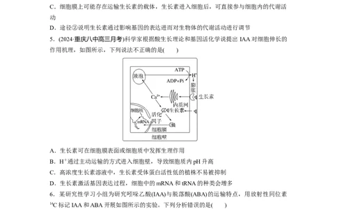 第八单元　课时练44　植物生长素_2025年新高考资料_一轮复习_2025大一轮复习讲义+课件（完结）_2025大一轮复习讲义生物学生用书Word版文档整书_2025一轮复习73练