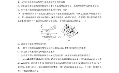 第八单元　课时练44　植物生长素_2025年新高考资料_一轮复习_2025大一轮复习讲义+课件（完结）_2025大一轮复习讲义生物学生用书Word版文档整书_2025一轮复习73练