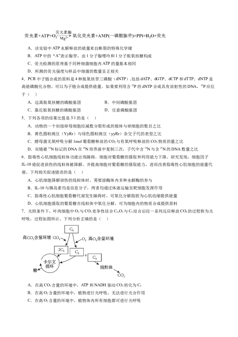 第三单元细胞的能量供应和利用（测试）（原卷版）_2025年新高考资料_一轮复习_2025年高考生物一轮复习讲练测（新教材新高考）