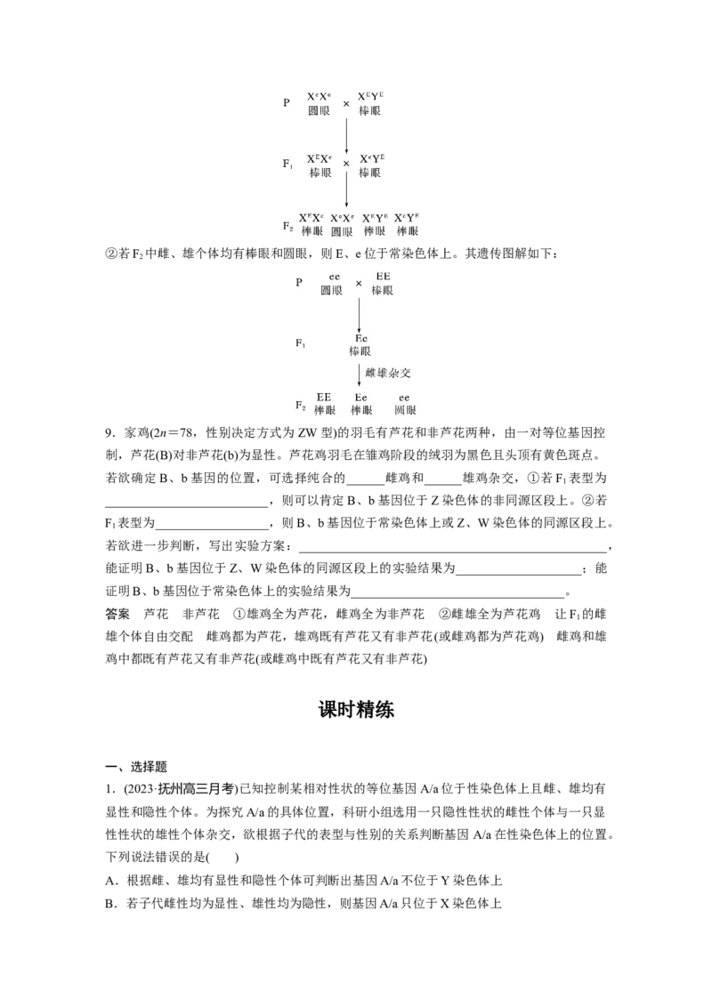 第五单元　专题突破8　基因在性染色体上的位置判断_2025年新高考资料_一轮复习_2025大一轮复习讲义+课件（完结）_2025大一轮复习讲义生物教师用书Word版文档整书