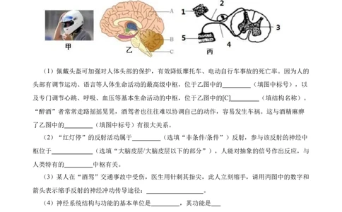 2024年中考生物专题复习：读图理解题训练（含答案）_6生物中考复习_2024年中考复习资料_二轮复习_备考2024中考生物二轮复习题型突破专练
