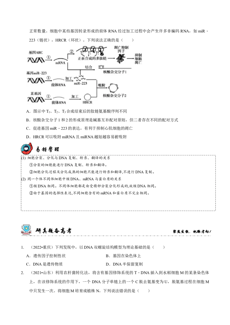 第6讲遗传的分子基础（讲练）-2023年高考生物二轮复习讲练测（新教材专用）（原卷版）_新高考复习资料_2023年新高考复习资料_二轮复习_2023年高考生物二轮复习讲练测（新教材专用）