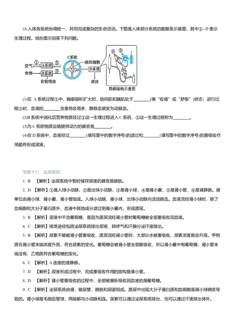 2026年中考生物复习专题练习：专题十八泌尿系统（含答案）_6生物中考复习_2026年中考复习（更新中）_2026年中考生物一轮复习专题练习（含答案）