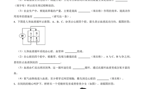 2024年中考生物专题复习：读图理解题（含答案）_6生物中考复习_2024年中考复习资料_二轮复习_备考2024中考生物二轮复习题型突破专练