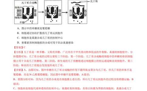 第二单元细胞的结构、功能和物质运输（测试）（解析版）_2025年新高考资料_一轮复习_2025年高考生物一轮复习讲练测（新教材新高考）