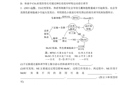 第八单元　第41课时　体液调节与神经调节的关系_2025年新高考资料_一轮复习_2025大一轮复习讲义+课件（完结）_2025大一轮复习讲义生物学生用书Word版文档整书_2025大一轮复习讲义