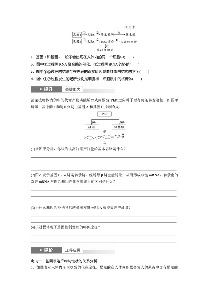 第六单元　第32课时　基因表达与性状的关系_2025年新高考资料_一轮复习_2025大一轮复习讲义+课件（完结）_2025大一轮复习讲义生物学生用书Word版文档整书_2025大一轮复习讲义