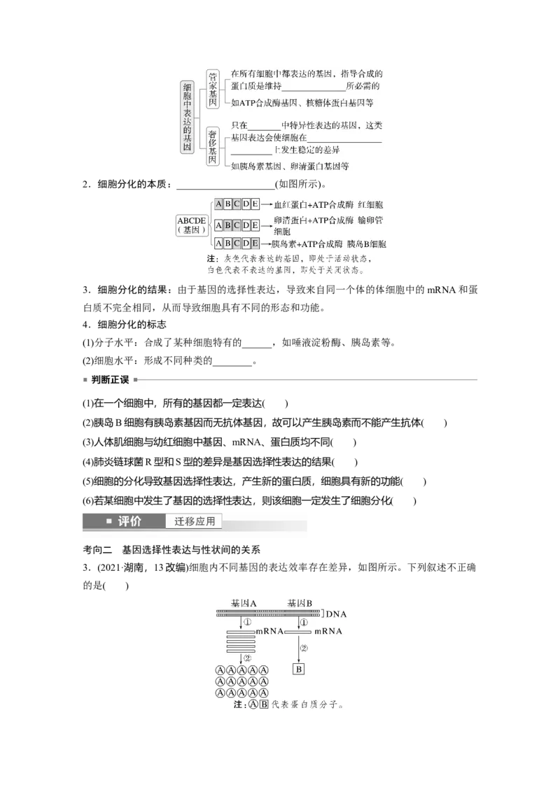 第六单元　第32课时　基因表达与性状的关系_2025年新高考资料_一轮复习_2025大一轮复习讲义+课件（完结）_2025大一轮复习讲义生物学生用书Word版文档整书_2025大一轮复习讲义