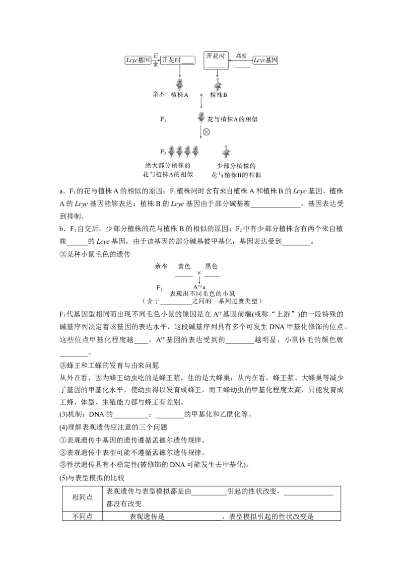 第六单元　第32课时　基因表达与性状的关系_2025年新高考资料_一轮复习_2025大一轮复习讲义+课件（完结）_2025大一轮复习讲义生物学生用书Word版文档整书_2025大一轮复习讲义