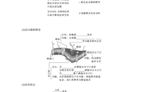 第二单元　第6课时　细胞膜与细胞核的结构和功能_2025年新高考资料_一轮复习_2025大一轮复习讲义+课件（完结）_2025大一轮复习讲义生物学生用书Word版文档整书_2025大一轮复习讲义