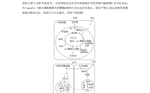 第三单元　专题突破2不同生物固定二氧化碳的方式比较_2025年新高考资料_一轮复习_2025大一轮复习讲义+课件（完结）_2025大一轮复习讲义生物学生用书Word版文档整书_2025一轮复习73练