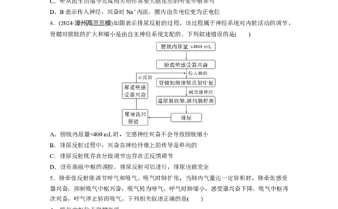第八单元　课时练39　神经系统的分级调节及人脑的高级功能_2025年新高考资料_一轮复习_2025大一轮复习讲义+课件（完结）_2025大一轮复习讲义生物学生用书Word版文档整书