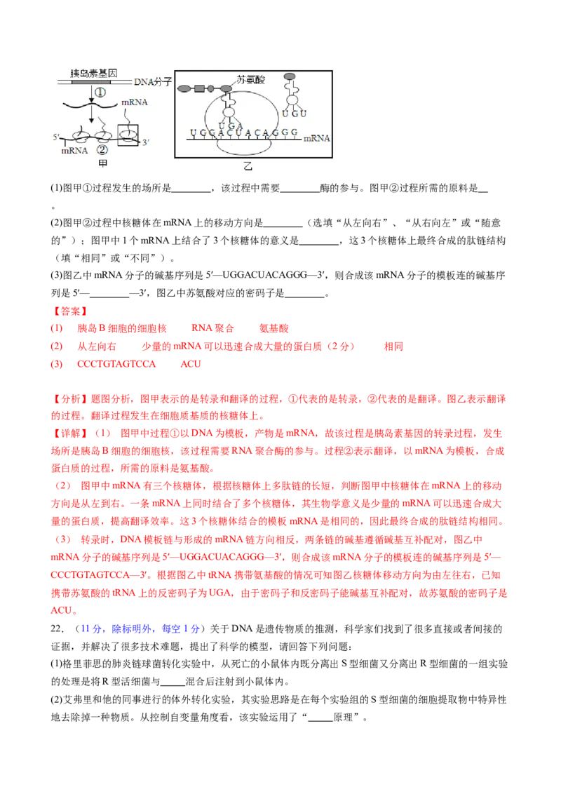 第六单元遗传的物质基础（测试）（解析版）_2025年新高考资料_一轮复习_2025年高考生物一轮复习讲练测（新教材新高考）