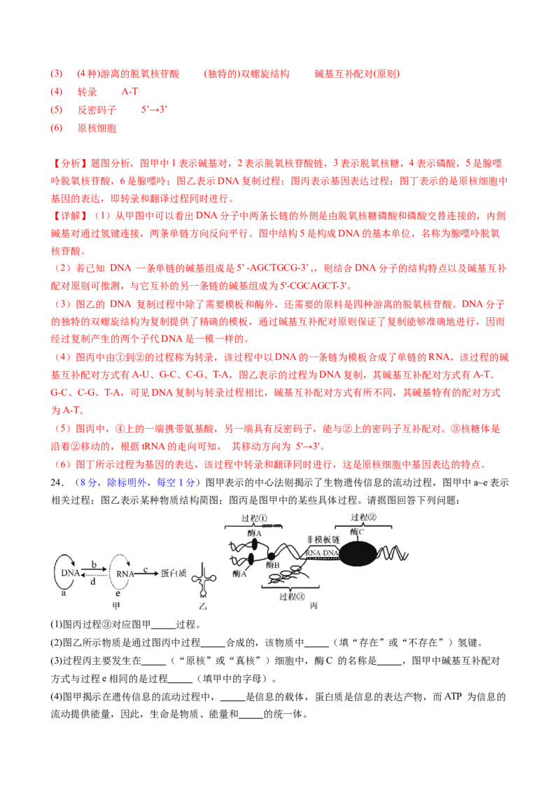 第六单元遗传的物质基础（测试）（解析版）_2025年新高考资料_一轮复习_2025年高考生物一轮复习讲练测（新教材新高考）
