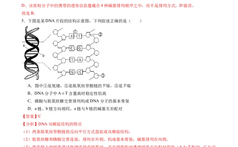 第六单元遗传的物质基础（测试）（解析版）_2025年新高考资料_一轮复习_2025年高考生物一轮复习讲练测（新教材新高考）