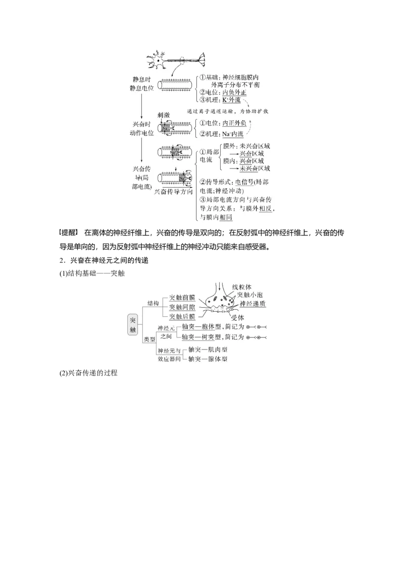 第八单元　第38课时　神经冲动的产生和传导_2025年新高考资料_一轮复习_2025大一轮复习讲义+课件（完结）_2025大一轮复习讲义生物教师用书Word版文档整书