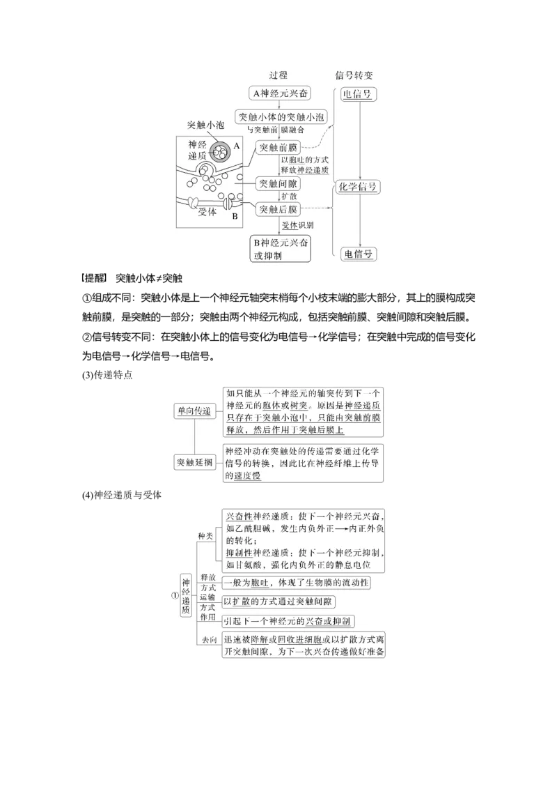 第八单元　第38课时　神经冲动的产生和传导_2025年新高考资料_一轮复习_2025大一轮复习讲义+课件（完结）_2025大一轮复习讲义生物教师用书Word版文档整书