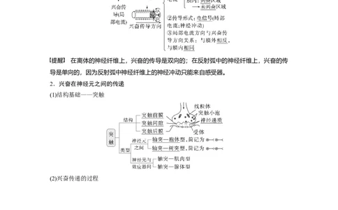 第八单元　第38课时　神经冲动的产生和传导_2025年新高考资料_一轮复习_2025大一轮复习讲义+课件（完结）_2025大一轮复习讲义生物教师用书Word版文档整书