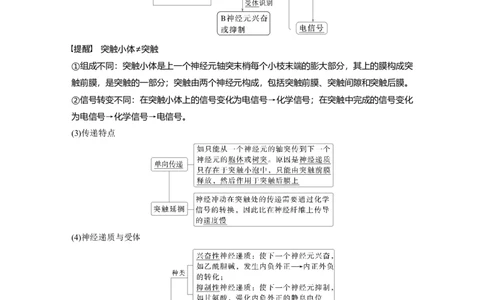 第八单元　第38课时　神经冲动的产生和传导_2025年新高考资料_一轮复习_2025大一轮复习讲义+课件（完结）_2025大一轮复习讲义生物教师用书Word版文档整书