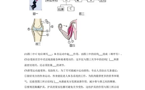2024年中考生物专题复习：综合题（含答案）_6生物中考复习_2024年中考复习资料_二轮复习_备考2024中考生物二轮复习题型突破专练